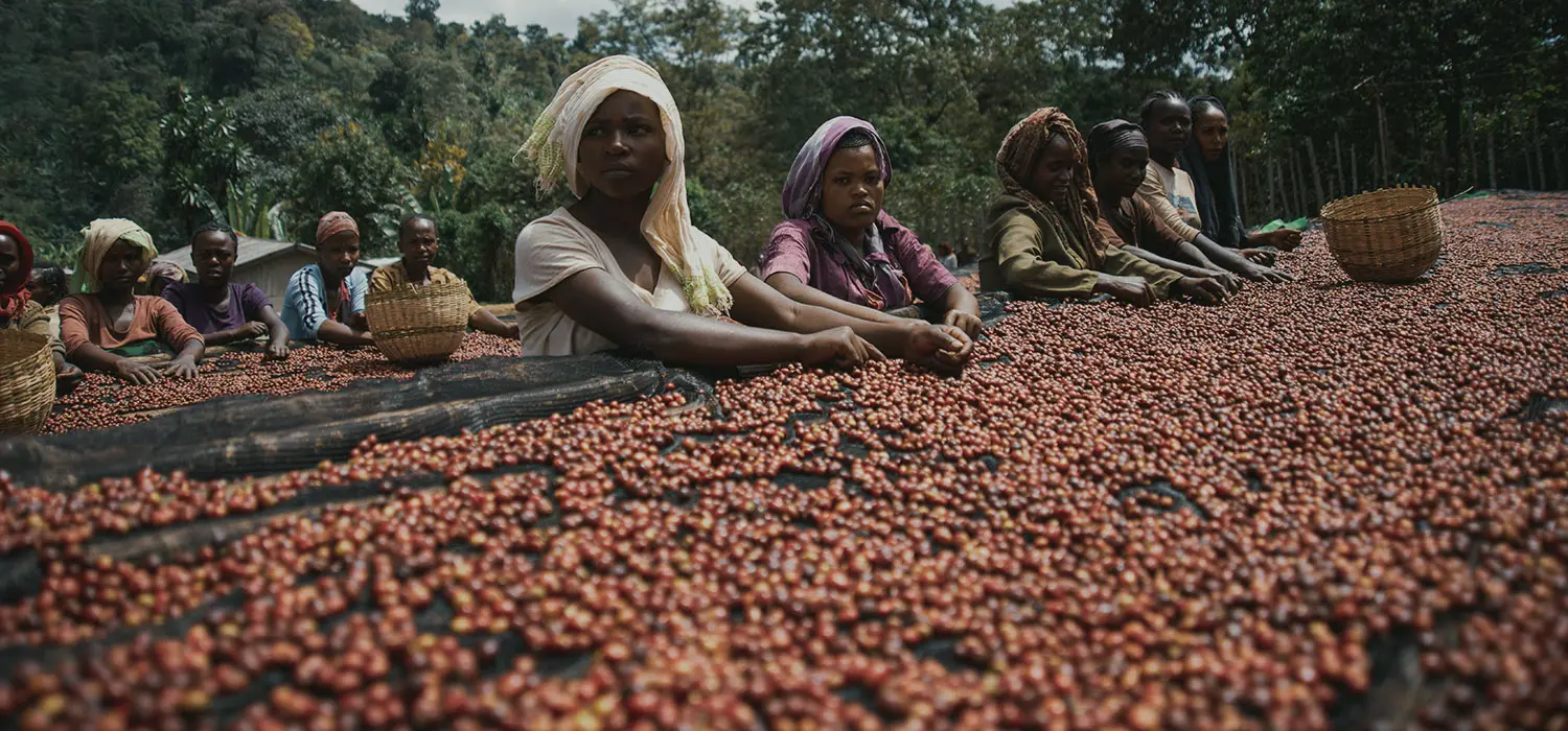 Ethiopian coffee workers drying cherries